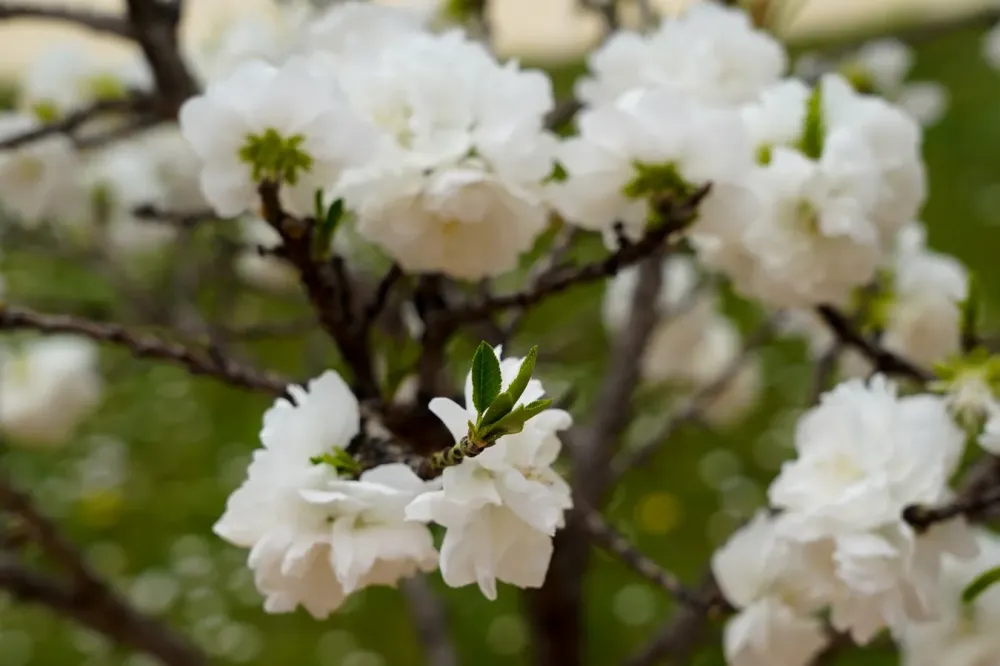 Fleurs
